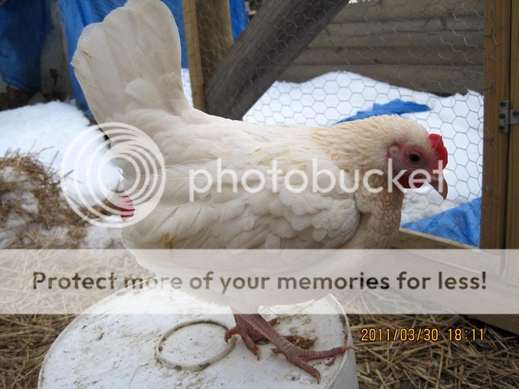 chickensatmoms021.jpg