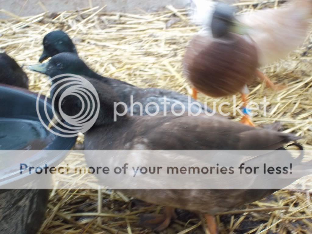 callducks022-2.jpg