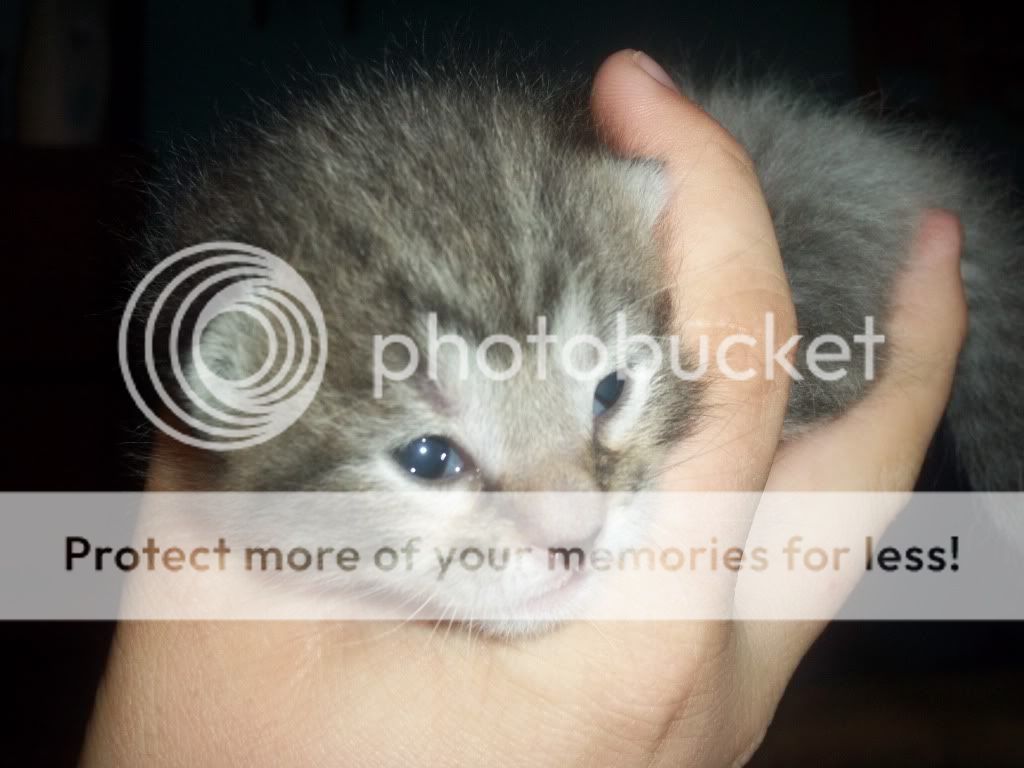 KittensPictures014.jpg