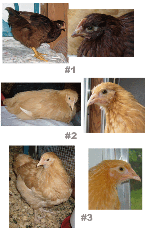 chicks1.gif