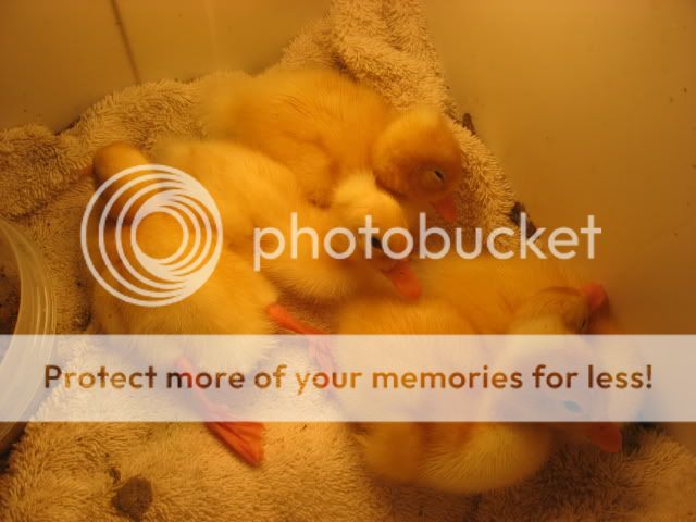 ducks010.jpg