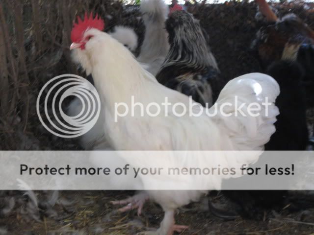 roosters014.jpg