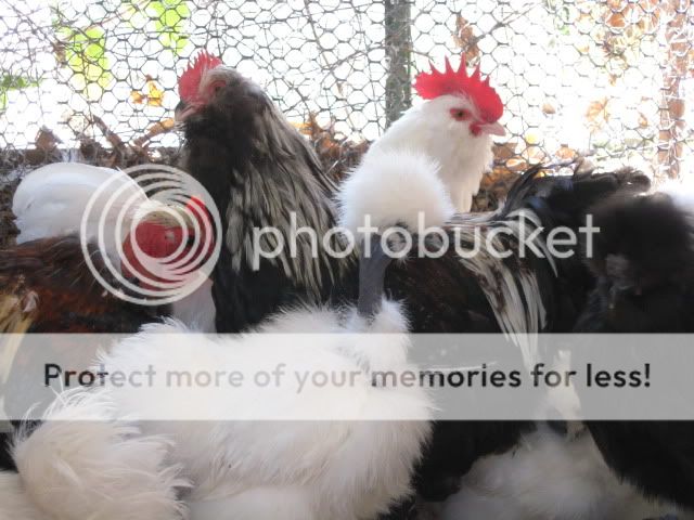 roosters026.jpg