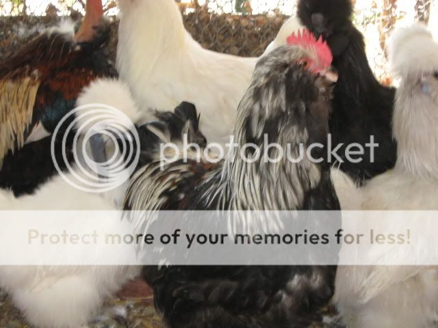 roosters030.jpg