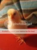 chick34.jpg