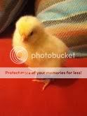 chick17.jpg