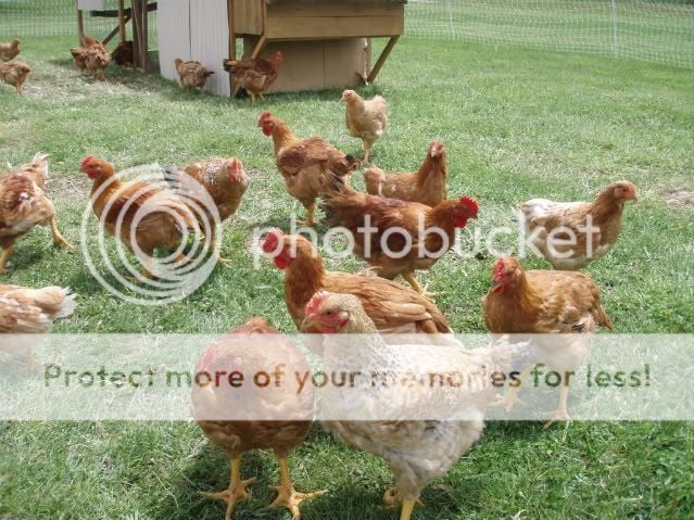 chicks5-12-08010.jpg