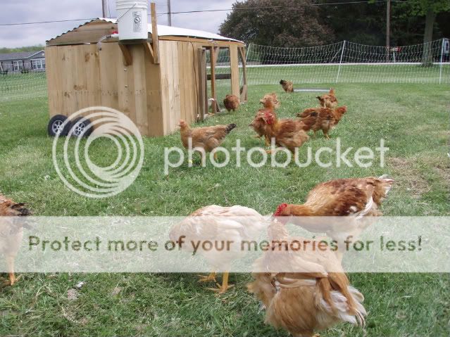 chicks5-12-08011.jpg