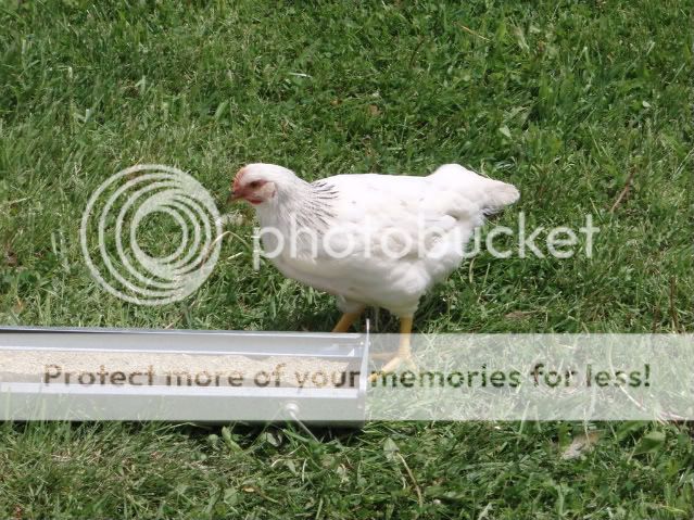 chicks5-12-08012.jpg