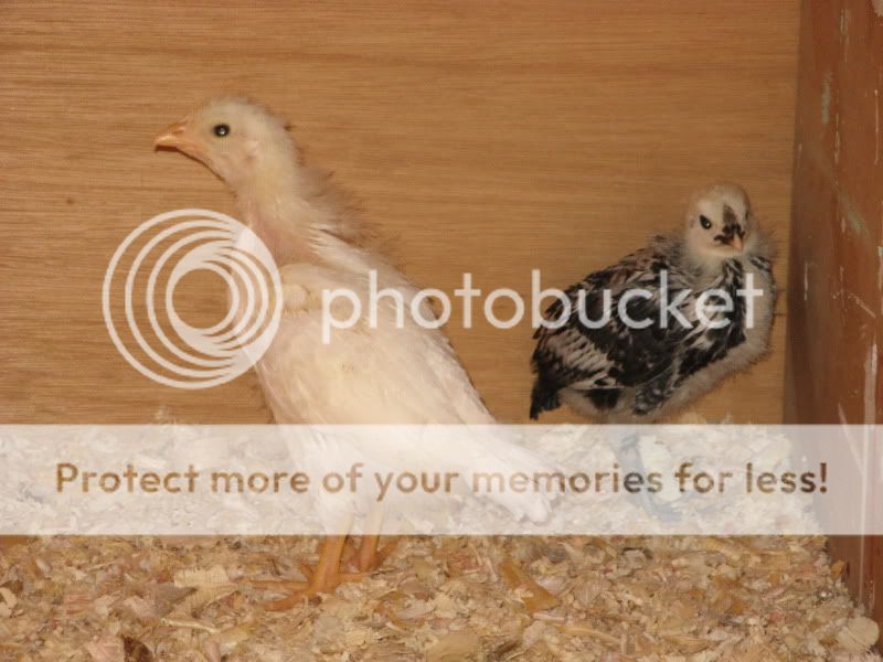 Chicks005-1.jpg