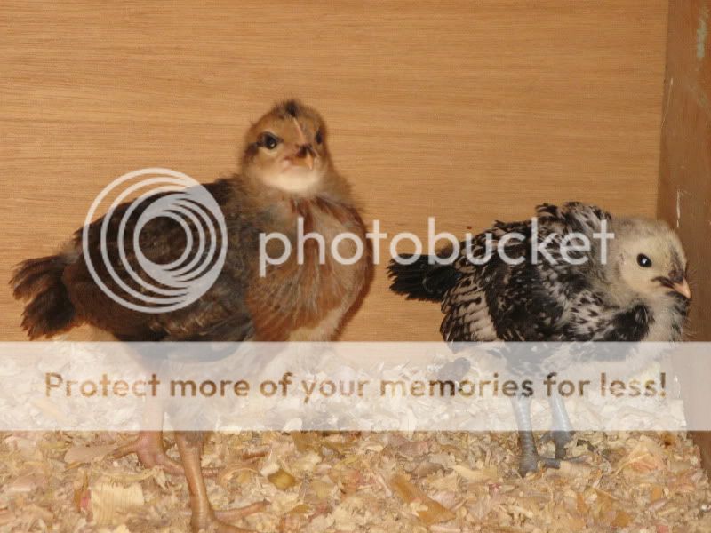 Chicks012-1.jpg