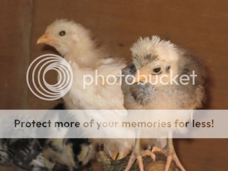 Chicks015-1.jpg