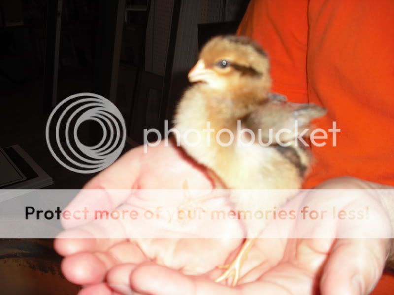 Chicks034.jpg
