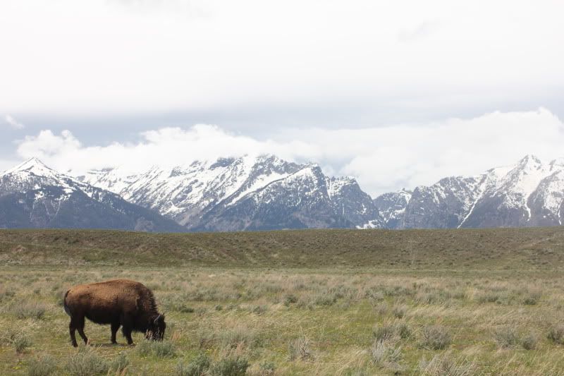 Yellowstone348.jpg