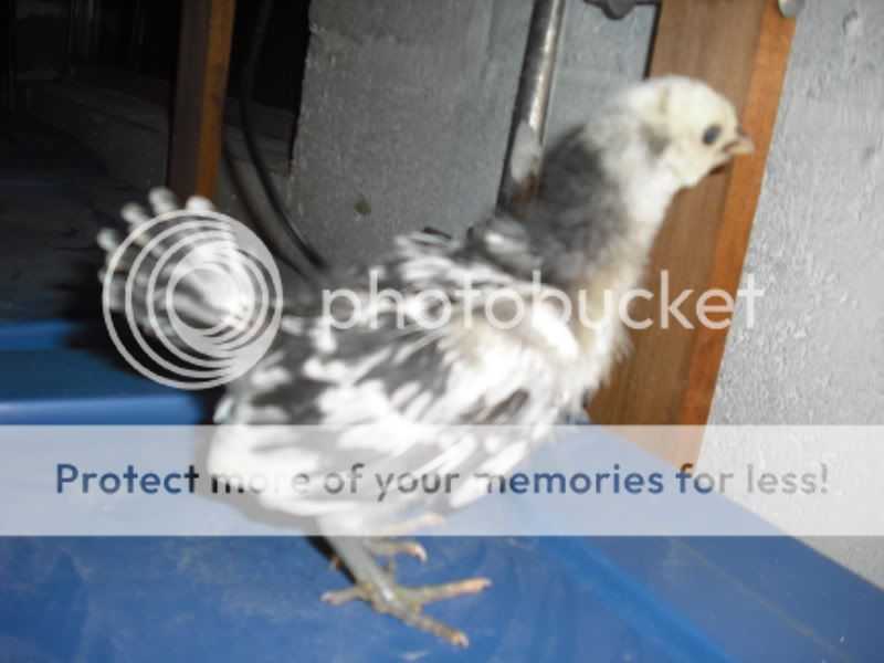 chicks002-2.jpg