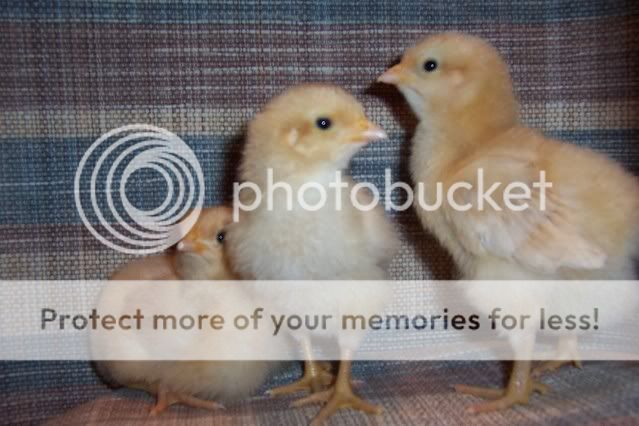ChicksFirstPhotographySession061-14.jpg
