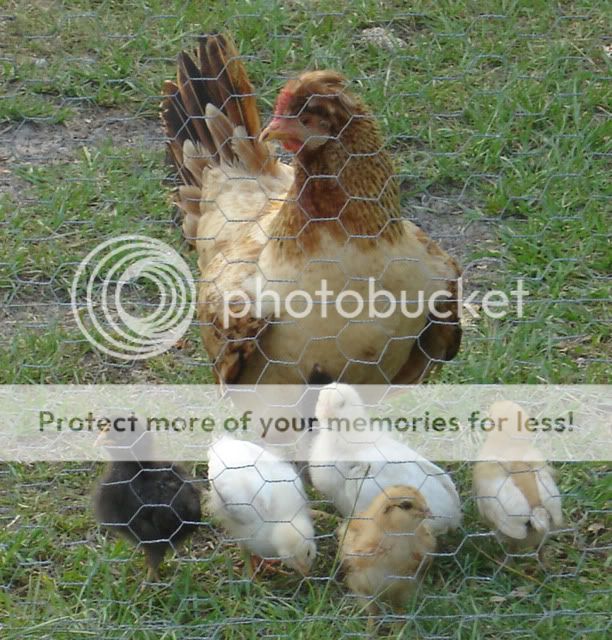 chickensjune2011005.jpg
