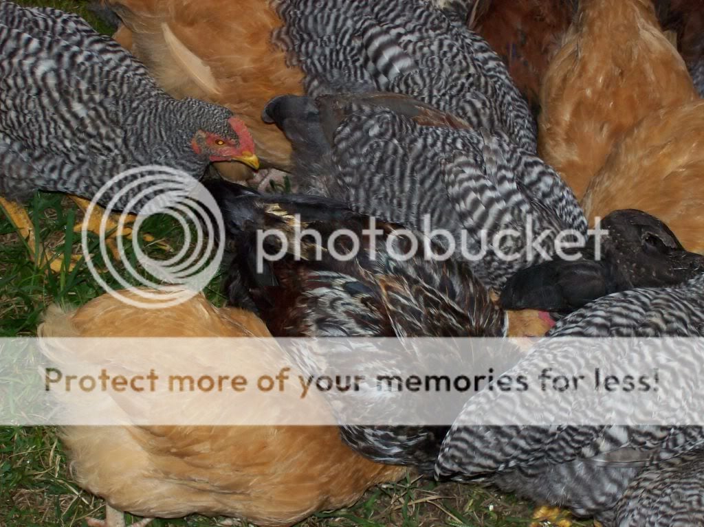 chickenpics004.jpg