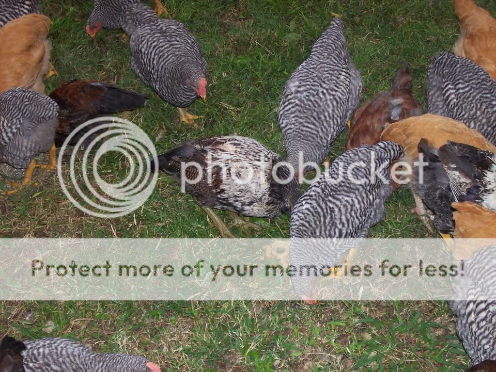 chickenpics006.jpg