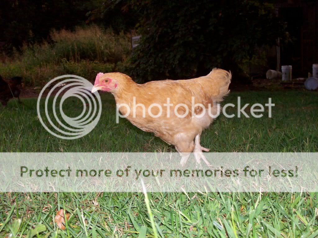 chickenpics011.jpg