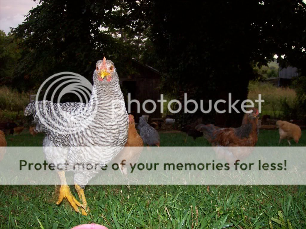 chickenpics023.jpg