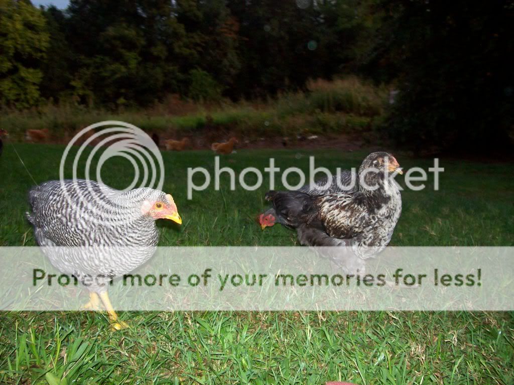 chickenpics025.jpg