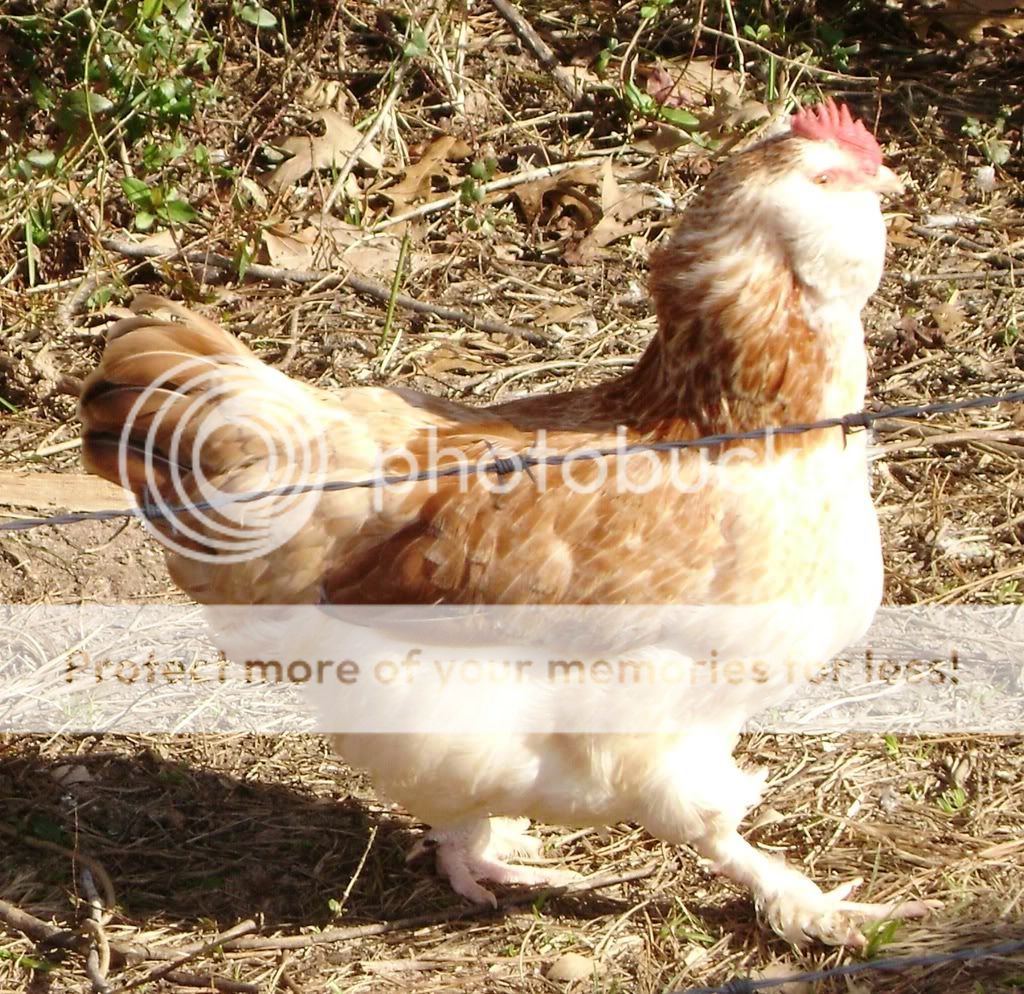 ChickenPictures024.jpg