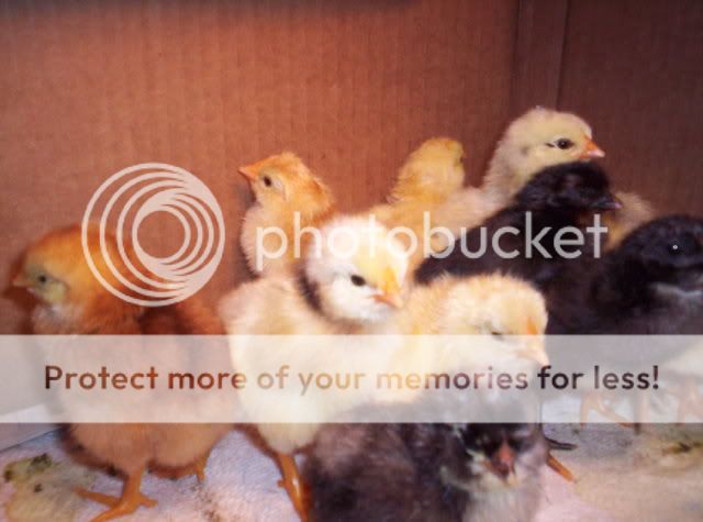 Babychicks034.jpg