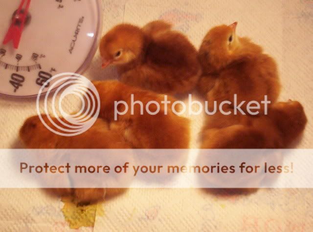 Mynewbabychicks002.jpg