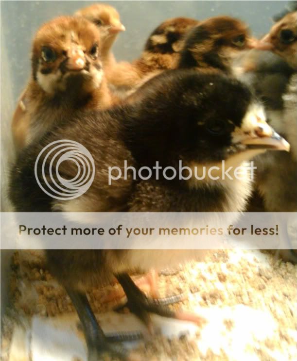 2010-05-25200755.jpg
