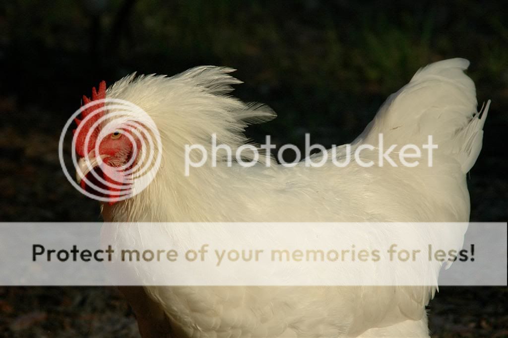 Chickens20114.jpg