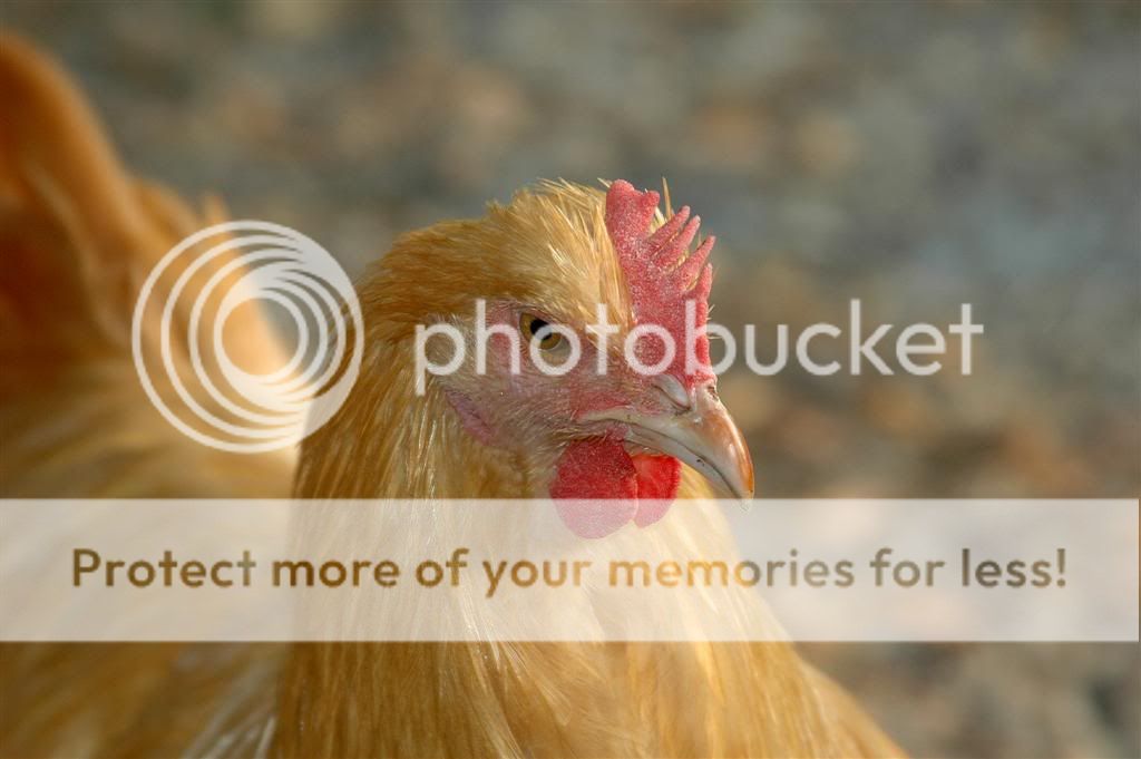 Chickens20118.jpg