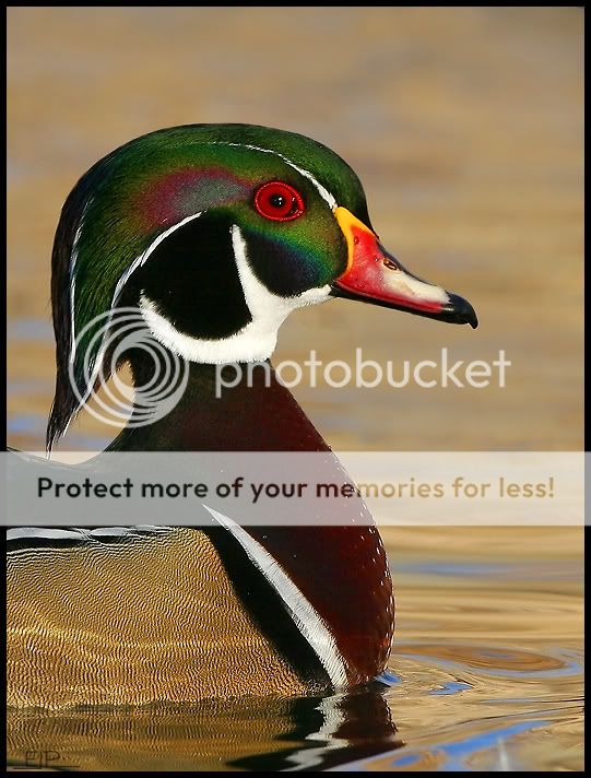 NM_WoodDuck06.jpg