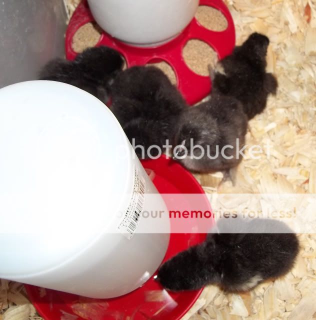 3d7205a5021dbb156b6335d8868f7aee_zps12113694.jpg