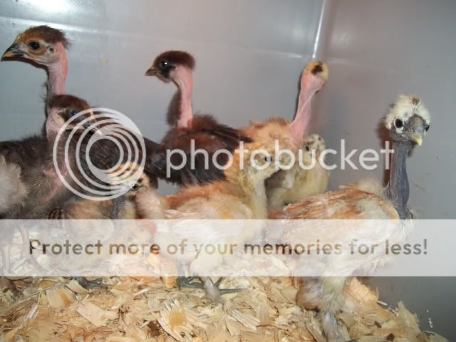 4076e21785d40790f821a4143d492591_zpsfa34d62a.jpg