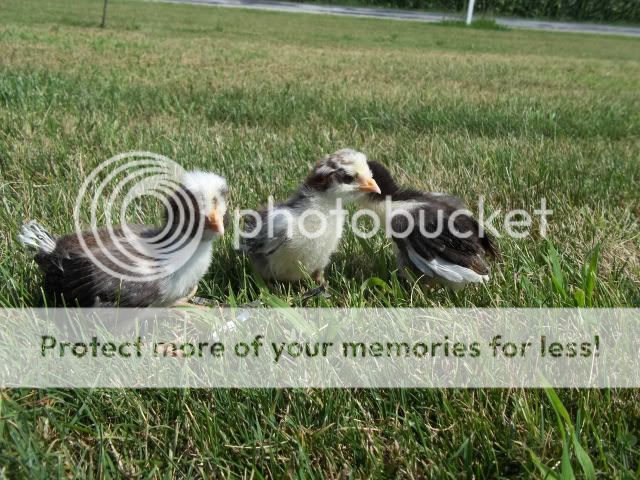 e1bc5eab790b7f9209c7128601469b61_zps613bedf5.jpg