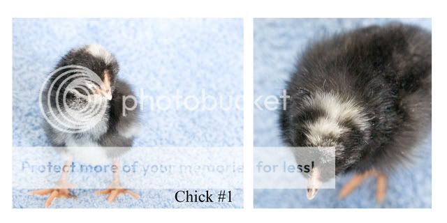 chick1b.jpg