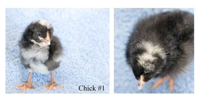 chick1b.jpg