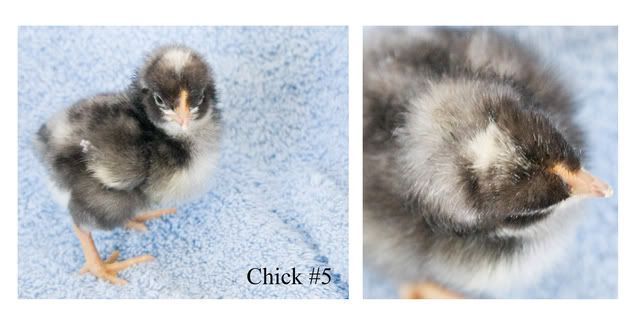 chick5b.jpg