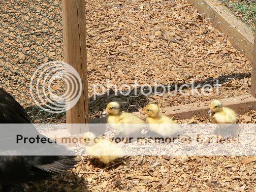 SnowyMallardducklings11June10.jpg