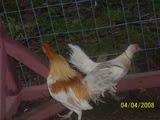 chickens004.jpg