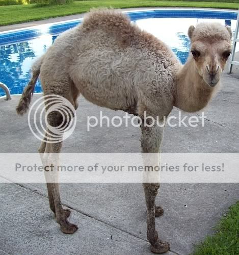 cameln.jpg