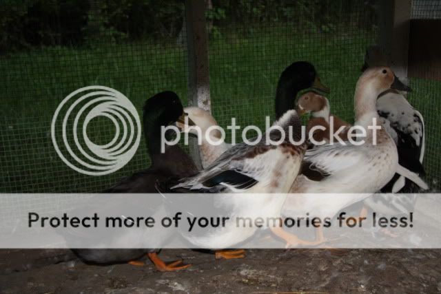Ducks231.jpg