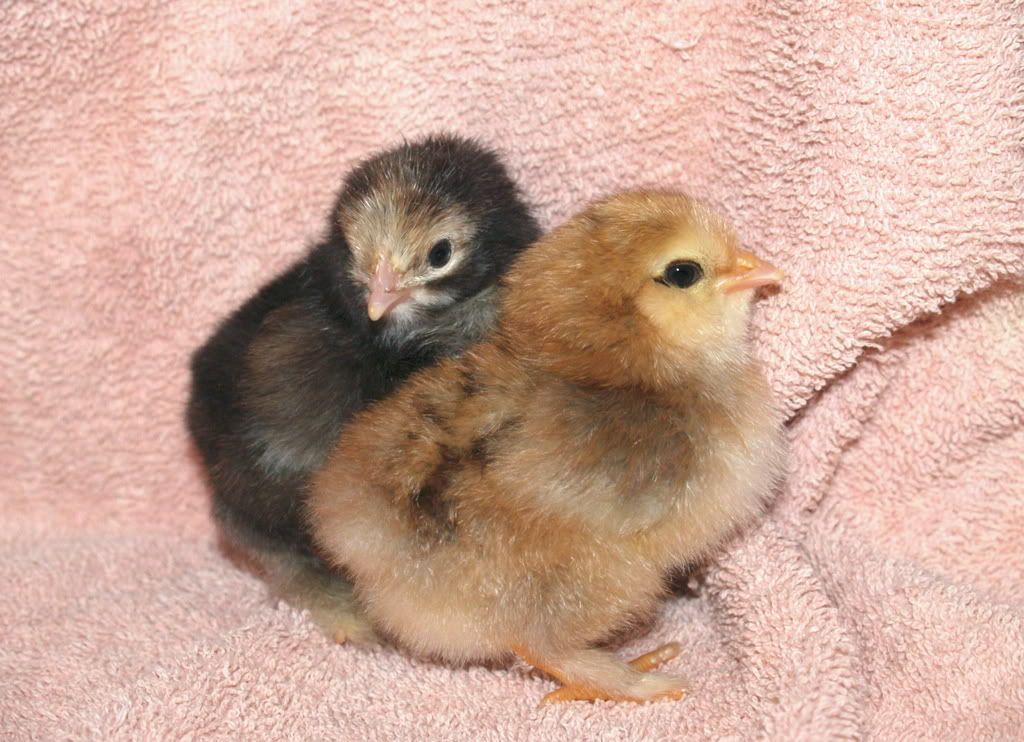 mixedchicks.jpg