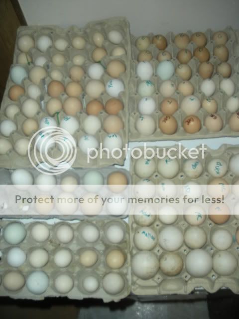 eggs001.jpg