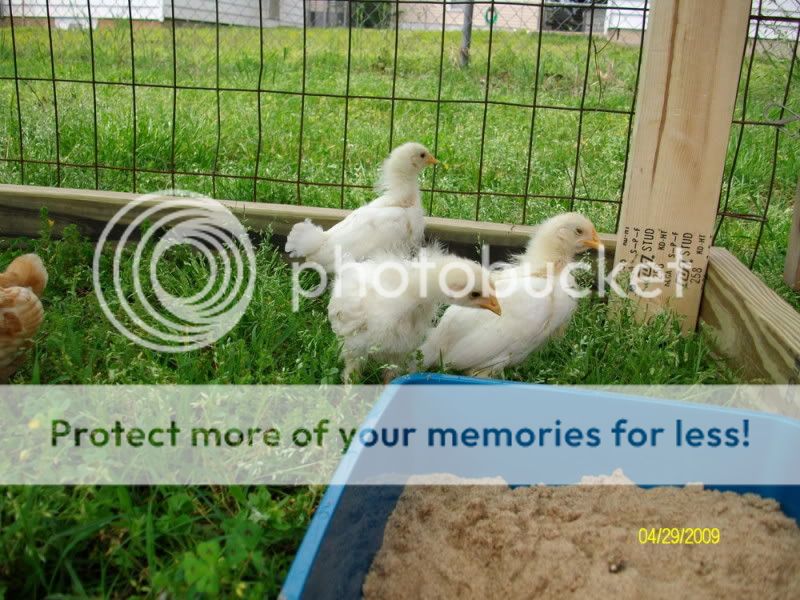 chicksday17012.jpg