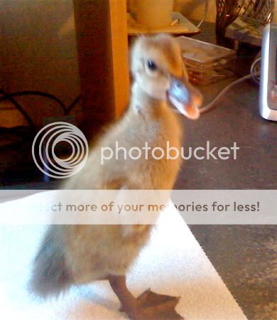 duck-1.jpg