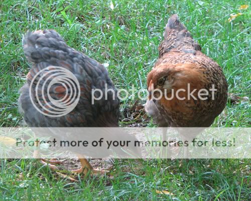 chicks-tink.jpg