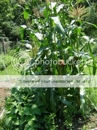 cornbeans2.jpg