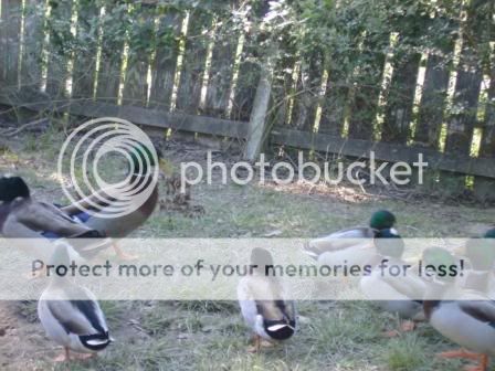 ducks2-1.jpg